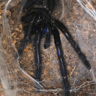 Chilobrachys natanicharum