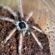 Megaphobema robustum