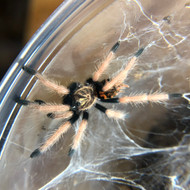 Chromatopelma cyaneopubescens 3/4"
