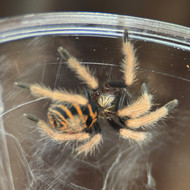 Chromatopelma cyaneopubescens 3/4"