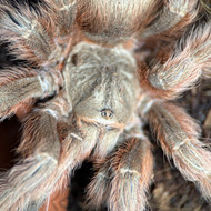 Nhandu tripepii Female