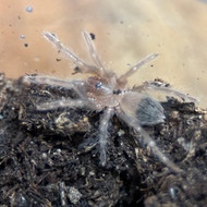 Free Tlitocatl albopilosum @ $75