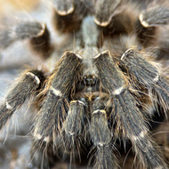 Ceratogyrus darlingi Female