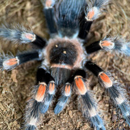 Brachypelma smithi Male