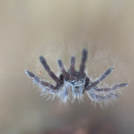 Ceratogyrus marshalli