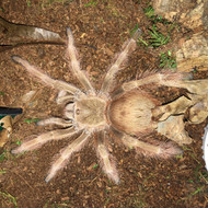 Picture of adult