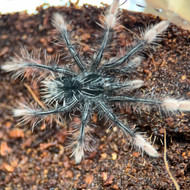 Theraphosa apophysis