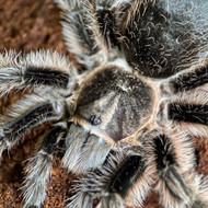 Tlitocatl albopilosum Female