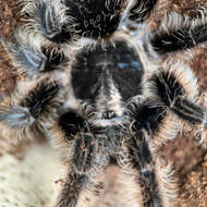 Tlitocatl albopilosum Female