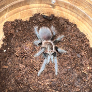 Tlitocatl albopilosum Male