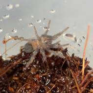 Tlitocatl albopilosum 1/4-1/2”