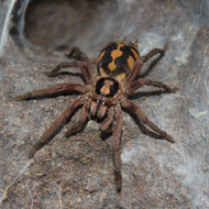 Hapalopus formosus