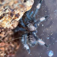 Psalmopoeus irminia Female