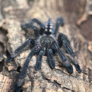 Psalmopoeus irminia Female