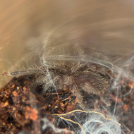 Chilobrachys fimbriatus