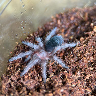 Grammostola pulchra