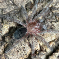 Grammostola pulchra
