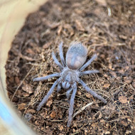 Lasiocyano sazimai Male