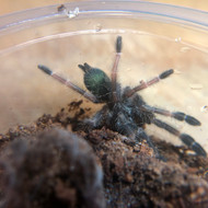 Psalmopoeus  reduncus
