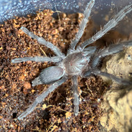 Psalmopoeus  reduncus Female