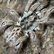 Heteroscondra maculata Female 5"