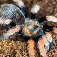 Aphonopelma bicoloratum Female