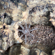 Aphonopelma bicoloratum