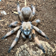 Aphonopelma moderatum Female