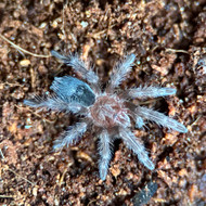 Grammostola quirogai