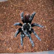 Sericopelma rubronitens Female