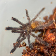 Free Pterinochilus murinus 'Usambara' @ $150