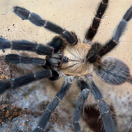 Cyriopagopus sp. Hati Hati Female