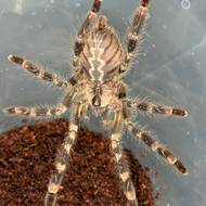 Poecilotheria regalis Male