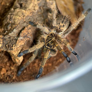 Idiothele mira  Female