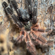 Psalmopoeus victori Female