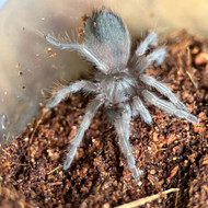 Aphonopelma johnnycashi