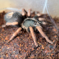 Kochiana brunnipes Female