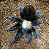 Brachypelma albiceps 1/4"