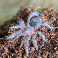 Grammostola pulchripes
