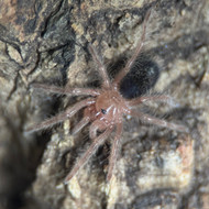 Grammostola pulchripes