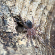 Grammostola rosea NCF