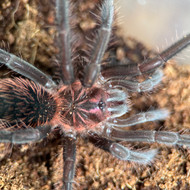 Xenesthis intermedia Female