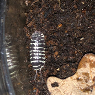 Armadillidium maculatum "Zebra" 10ct