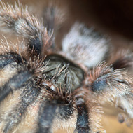 Avicularia avicularia Female
