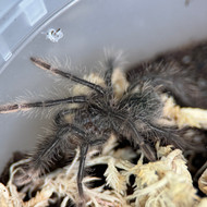 Theraphosa stirmi
