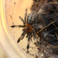 Psalmopoeus cambridgei 