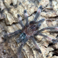Psalmopoeus cambridgei 