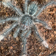Theraphosa stirmi Female