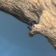 Eresus walckenaeri 1/8"