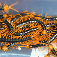 CB Scolopendra deehani 